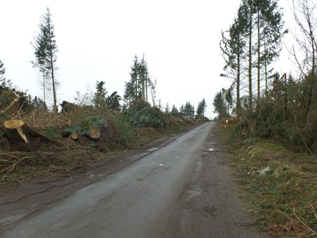 Schobüller Wald